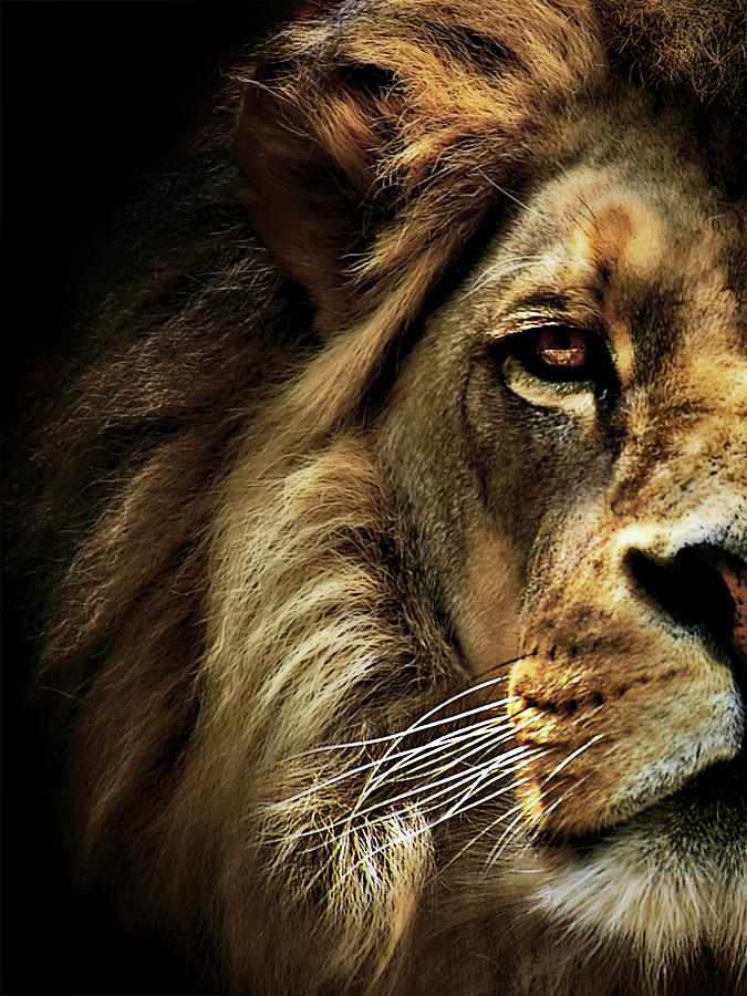 Lion Photograph - Majestic Dominance by Sd Smart