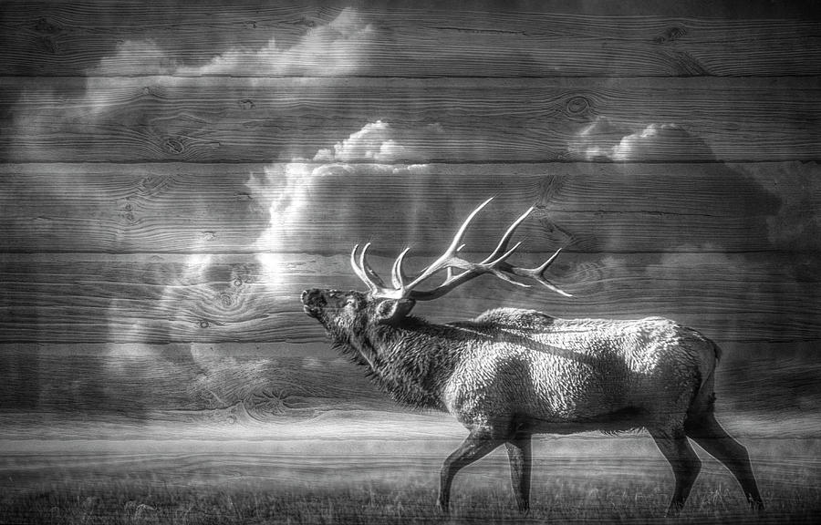 Majestic Elk in Black and White Digital Art by Debra and Dave Vanderlaan