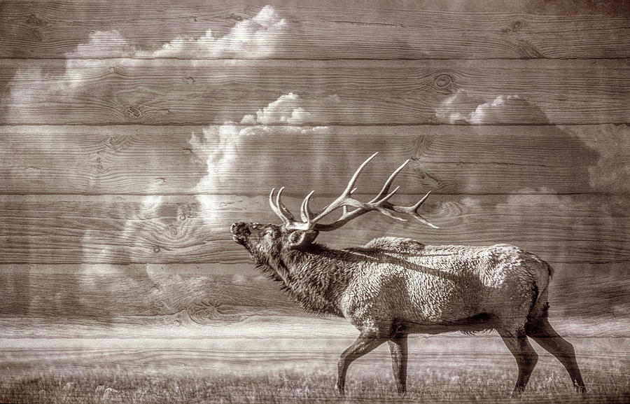 Majestic Elk in Sepia Photograph by Debra and Dave Vanderlaan