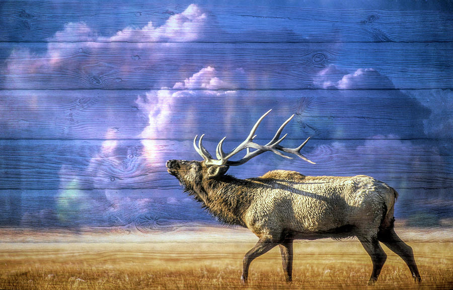 Majestic Elk In Wood Textures Digital Art by Debra and Dave Vanderlaan