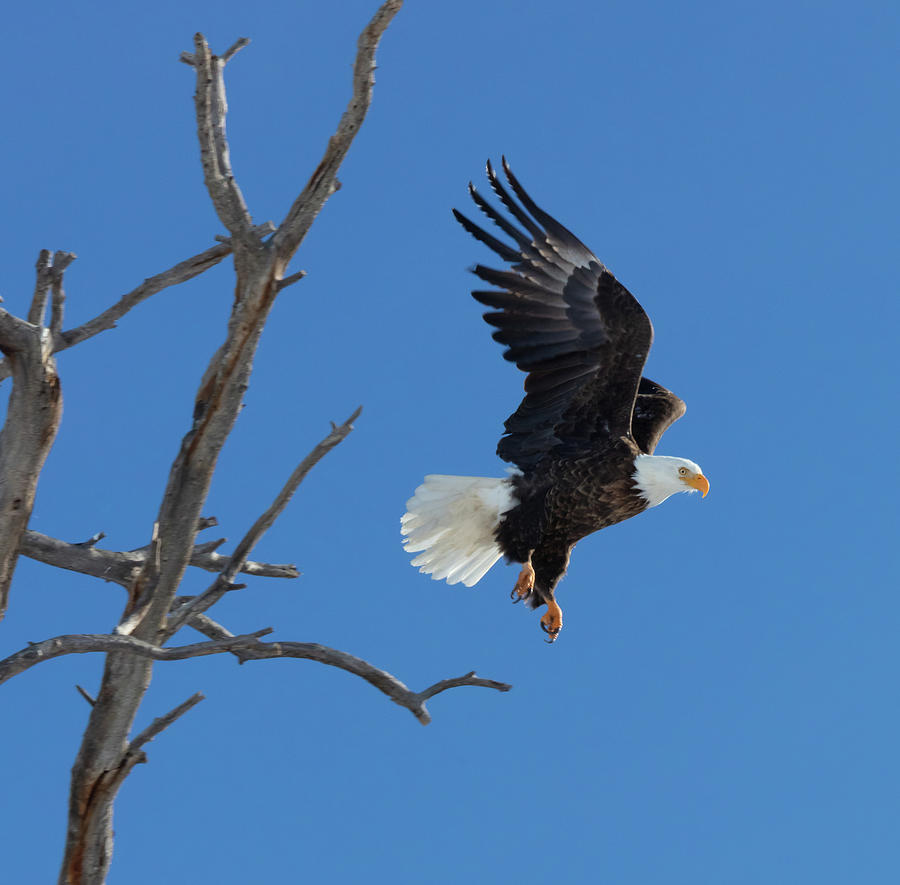 Majestic Freedom Flight by Jaquita Watters Majestic Freedom Flight by Jaquita Watters