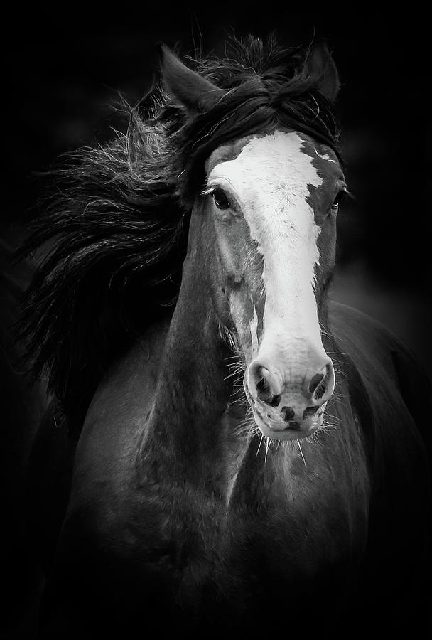 Majestic Horse BW Photograph by Athena Mckinzie