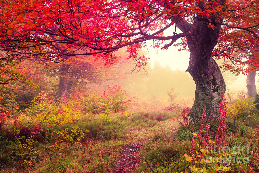 Woodland Photograph - Majestic Landscape With Autumn Trees by Creative Travel Projects Woodland Photograph - Majestic Landscape With Autumn Trees by Creative Travel Projects