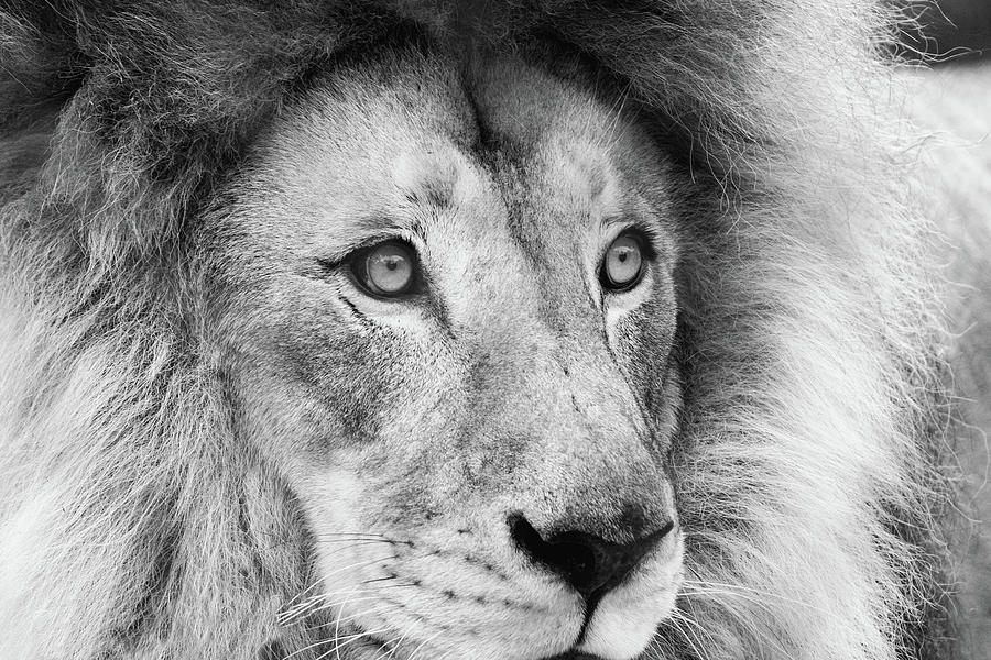 Majestic Lion Photograph by Robin O'Donnell - Fine Art America