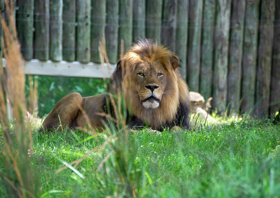 Majestic Male Lion by Jennifer Wick Majestic Male Lion by Jennifer Wick