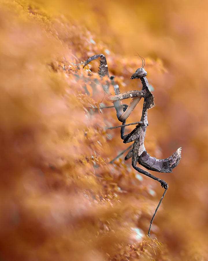 Insects Photograph - Majestic Mantis by Fauzan Maududdin