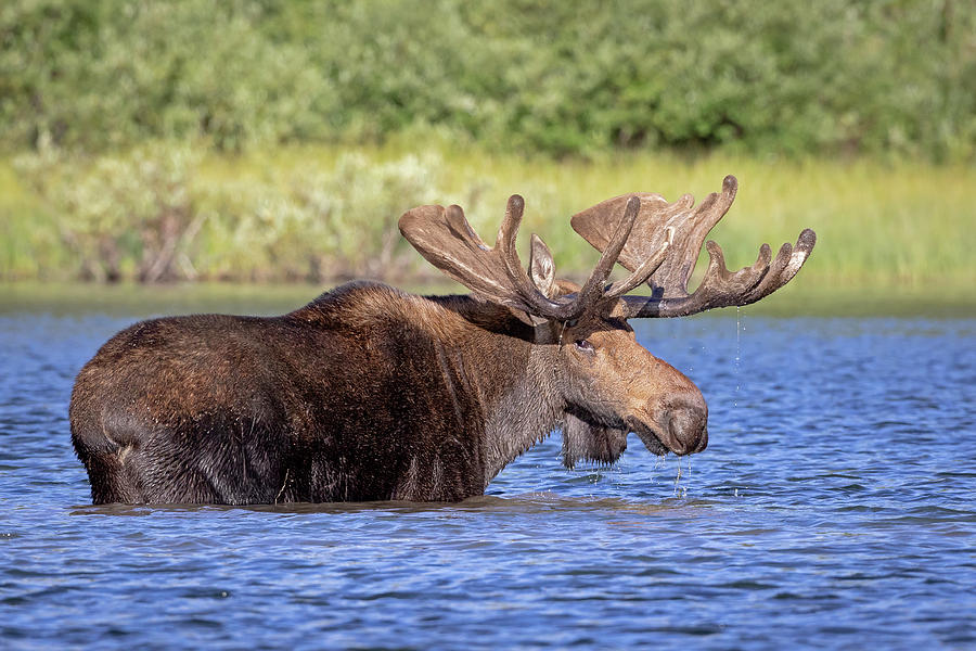 Majestic Moose Photograph by Jack Bell