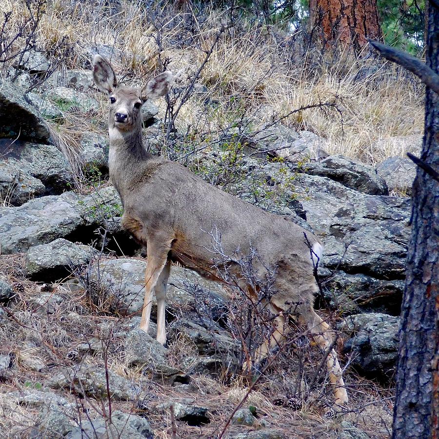 Majestic Mule Deer Photograph by Dan Miller