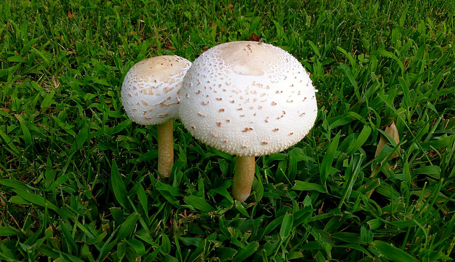 Majestic Mushrooms Photograph