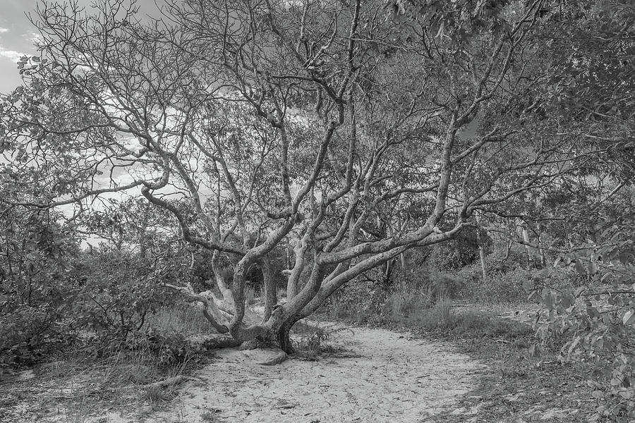 Majestic Oak in Black and White Photograph by Liz Albro