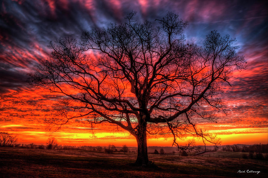 Majestic Oak Tree Silhouette Northeast Georgia Sunrise Farming Landscape Art Photograph by Reid Callaway