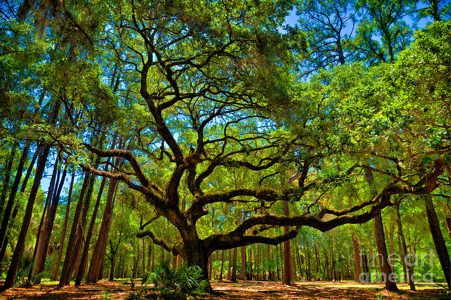 Majestic Oak Photograph By Will Hetzel   Fine Art America