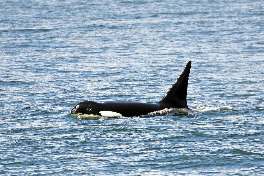 Majestic Orca Photograph by Susan Burger - Fine Art America