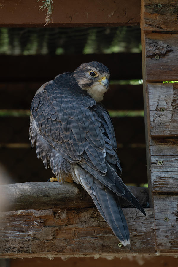 Hawk Photograph - Majestic Peregrine Falcon On A Wood Log Turning His Head Fully by Cavan Images