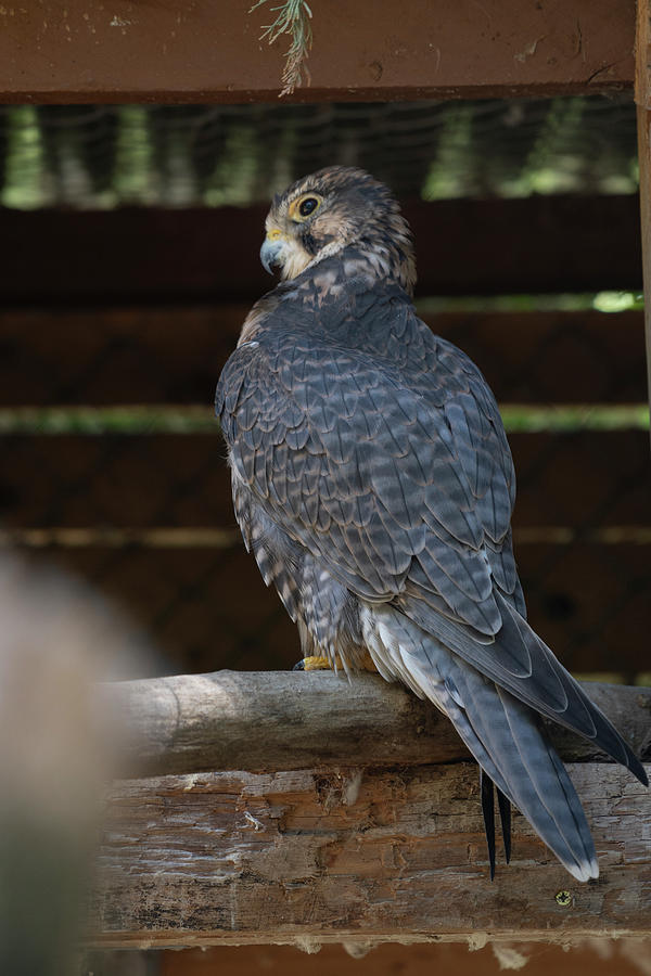 Hawk Photograph - Majestic Peregrine Falcon Perching On A Wood Log Looking Away by Cavan Images