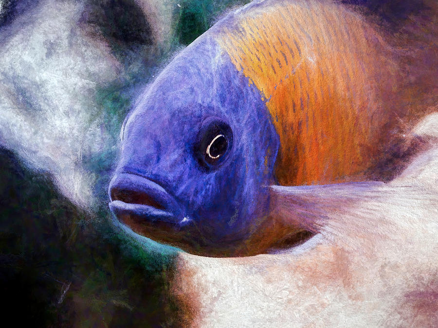 Majestic Red Fin Borleyi Cichlid Digital Art by Don Northup