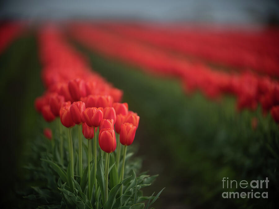 Majestic Row Of Red Tulips Photograph