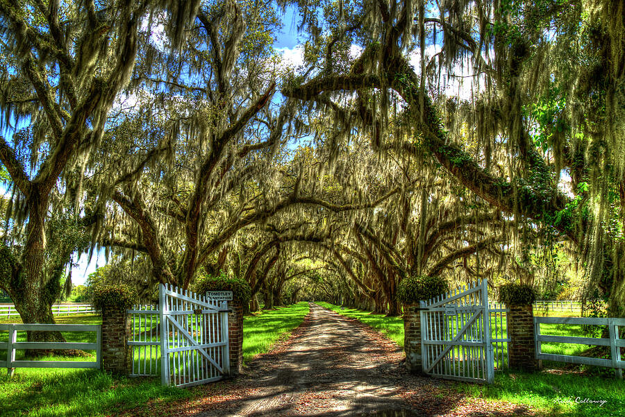 Majestic Shadows Tomotley Plantation Live Oak Trees Lowcountry South Carolina Landscape Art Photograph by Reid Callaway