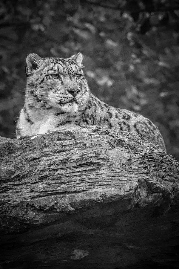 Majestic Snow Leopard - BW by Chris Boulton Majestic Snow Leopard - BW by Chris Boulton