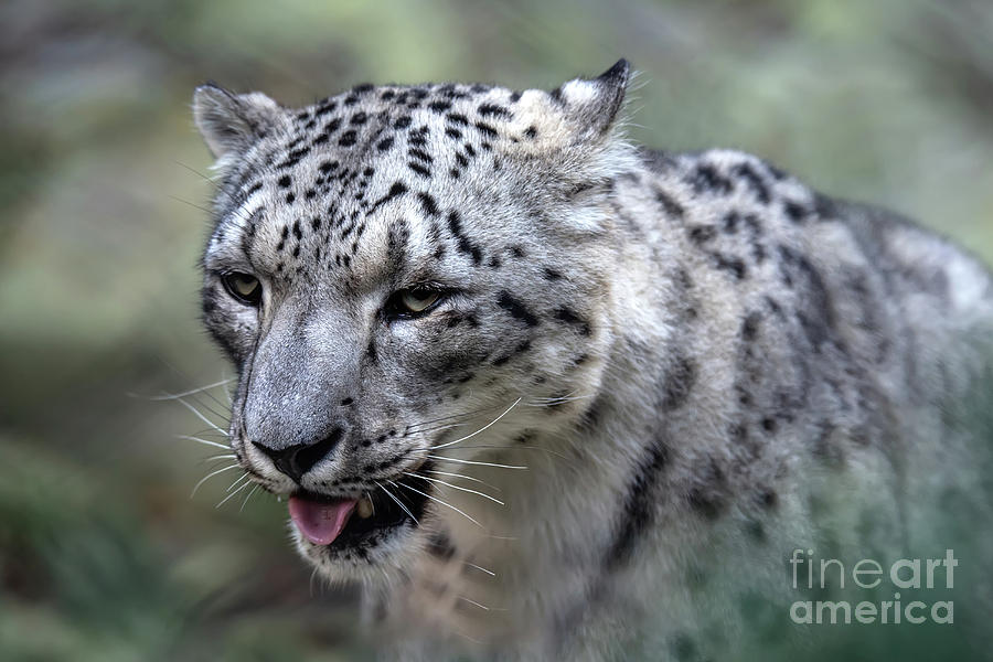 Majestic Snow Leopard Photograph by Ed Taylor