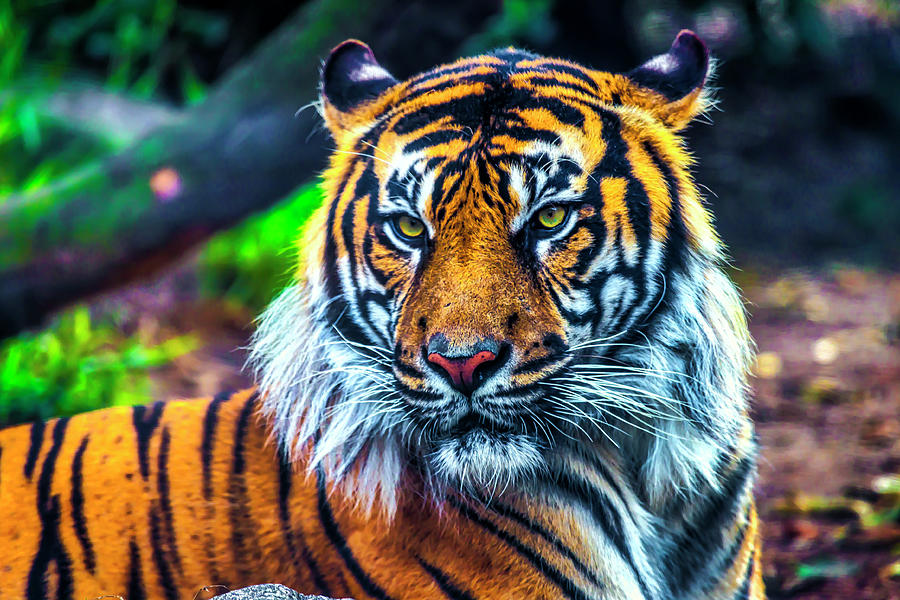Majestic Sumatran Tiger Photograph by Garry Gay