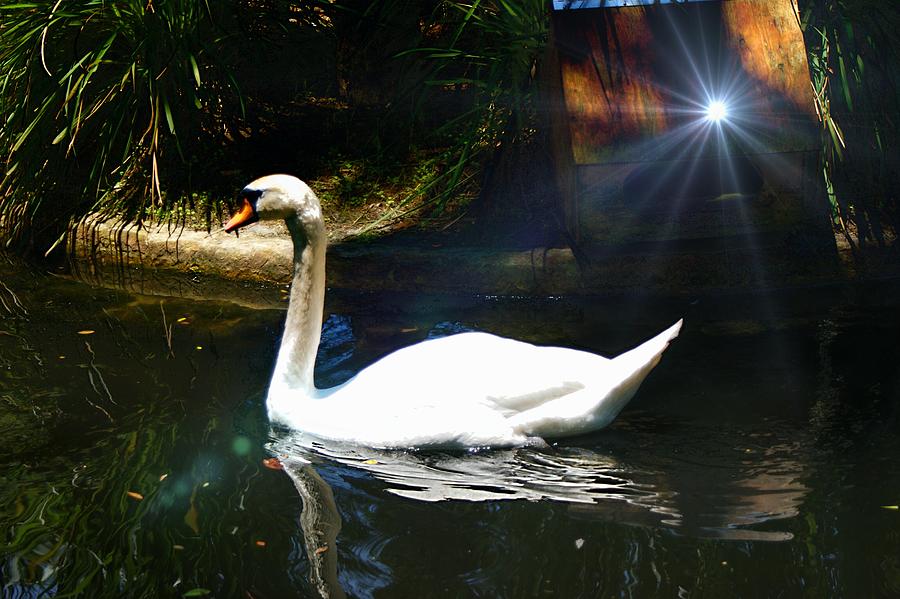 Majestic Swan Photograph by Yvonne Sewell