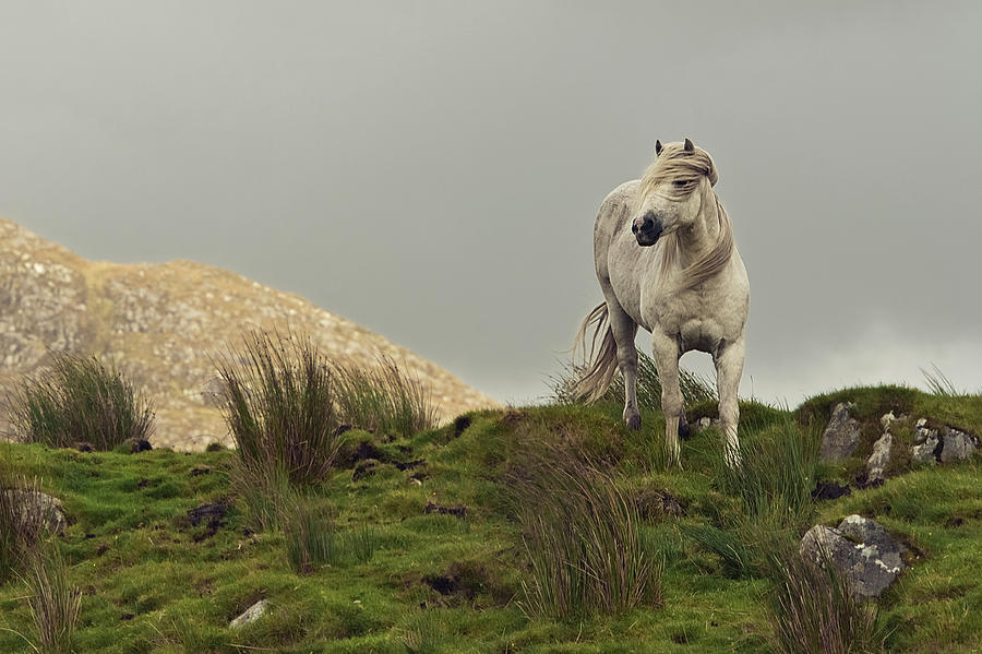 Majestic White Horse Photograph by Lola Gavin