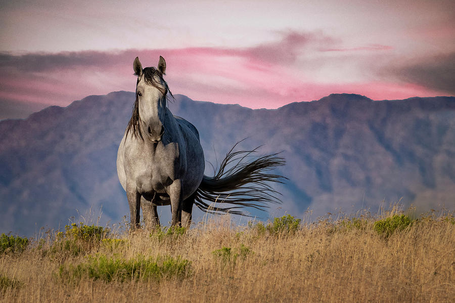 Majestic Wild Horse at Sunrise Photograph by Michael Ash