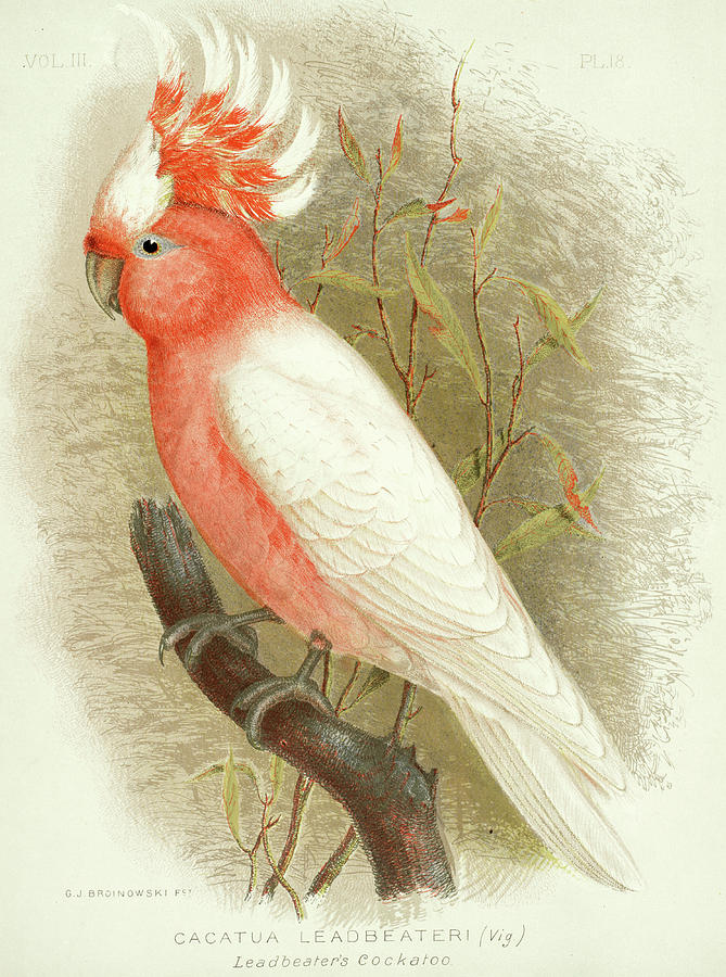 Cockatoo Painting - Major Mitchells cockatoo by Gracius Broinowski