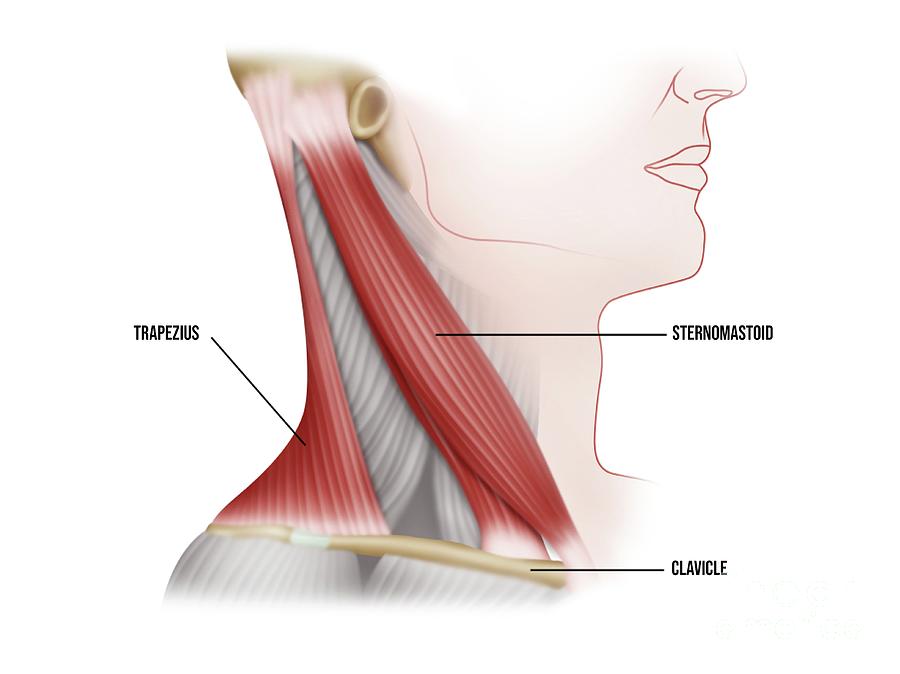 Major Neck Muscles by Science Photo Library