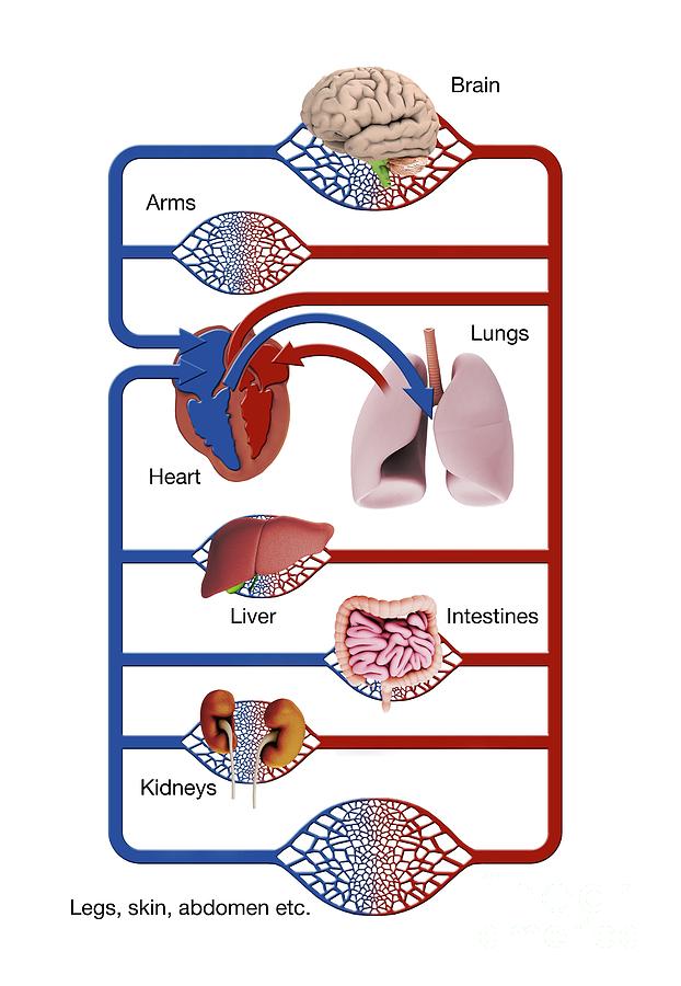 Major Organs Blood Supply Photograph by Mikkel Juul Jensen/science ...