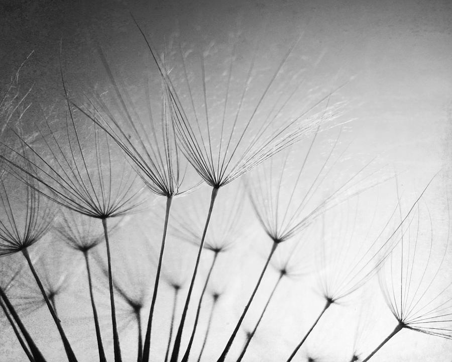 Make a Wish  black and white Photograph by Lupen Grainne