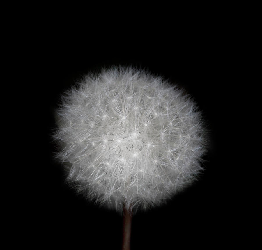 Make A Wish On A Dandelion Photograph by Michael Duva