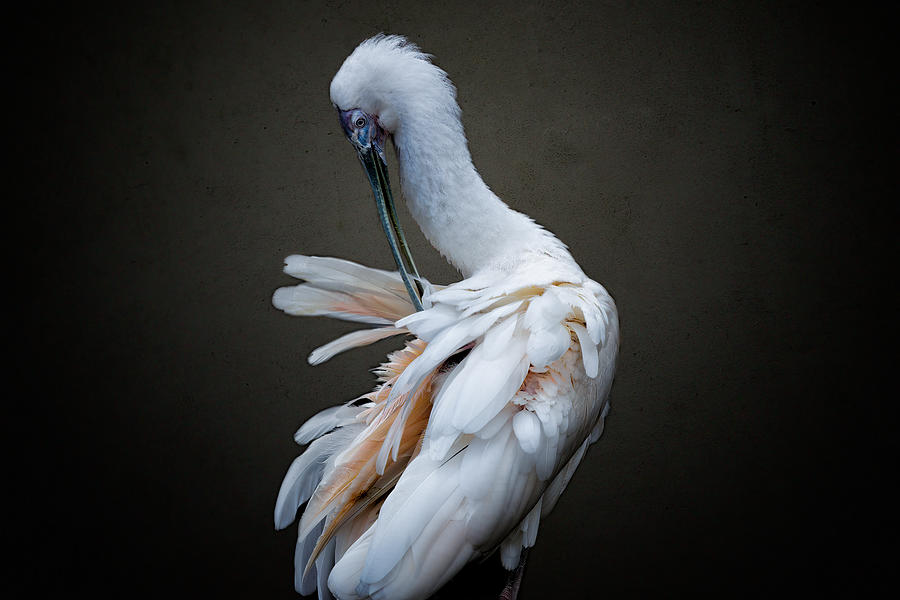 Spoonbill Photograph - Make Up Myself by Alex Zhao
