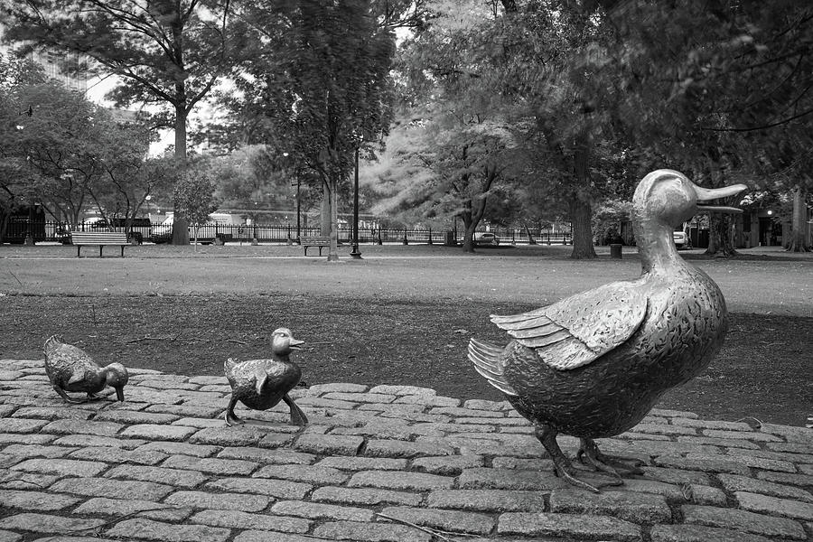 Black And White Photograph - Make Way For Ducklings in Monochrome - Boston Massachusetts by Gregory Ballos