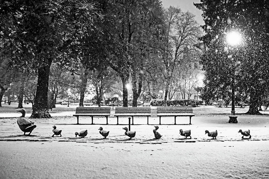 Make Way For Ducklings in the Snow Boston Common Boston MA Black and White Photograph by Toby McGuire