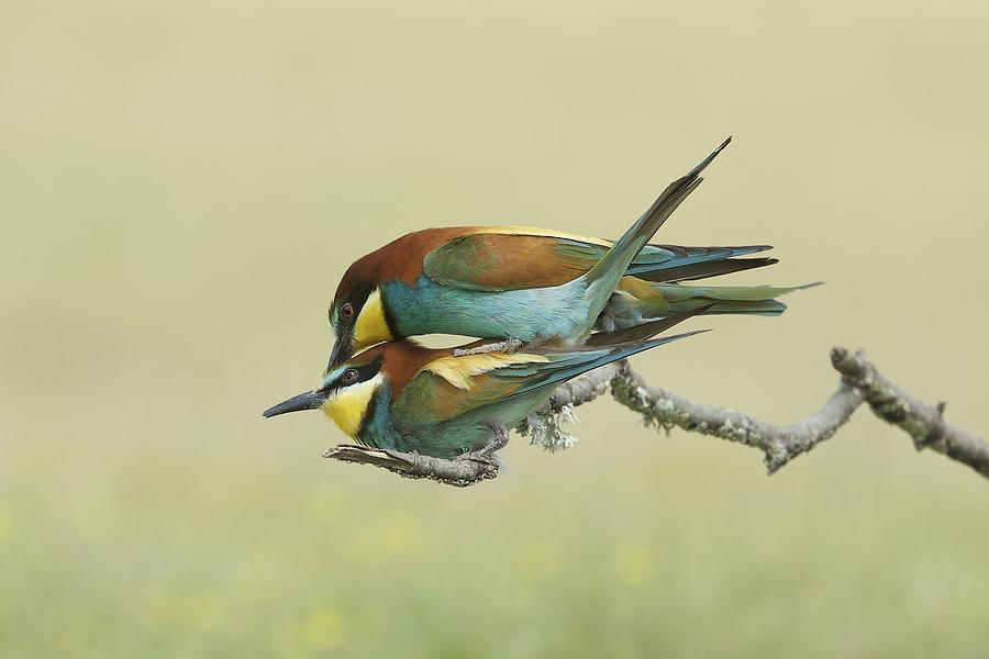 Bee Eater Photograph - Making Little Bee-eaters - 2 by Ray Cooper Bee Eater Photograph - Making Little Bee-eaters - 2 by Ray Cooper