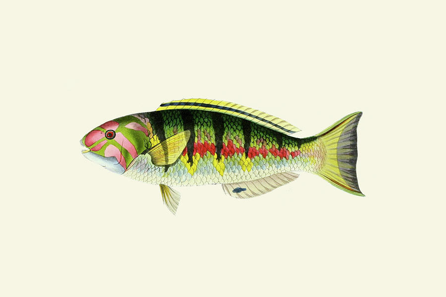 Fish Painting - Mal-Girawah - Flower Parrot by John Whitchurch Bennett