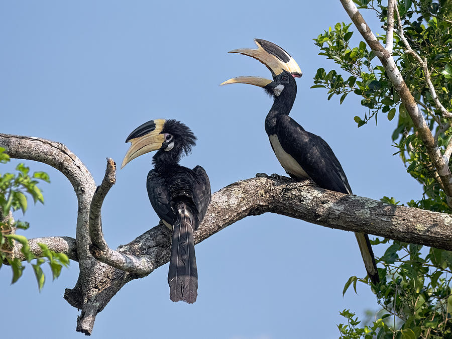 Bird Photograph - Malabar Pied Hornbills by Henk Goossens