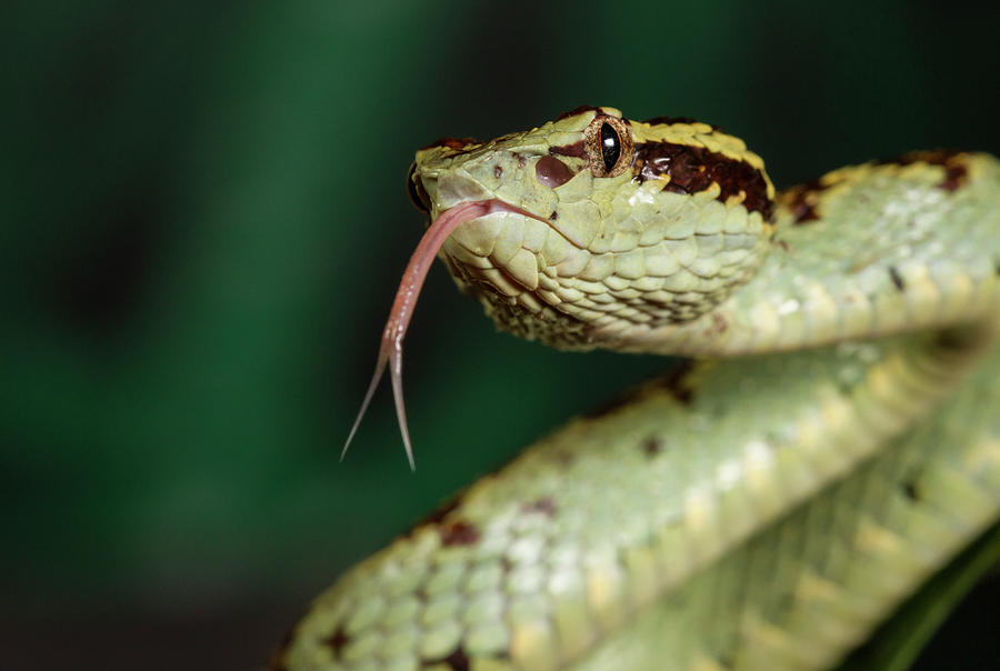 Malabar Pit Viper, Green Morph, Karnataka, Western Ghats, India ...