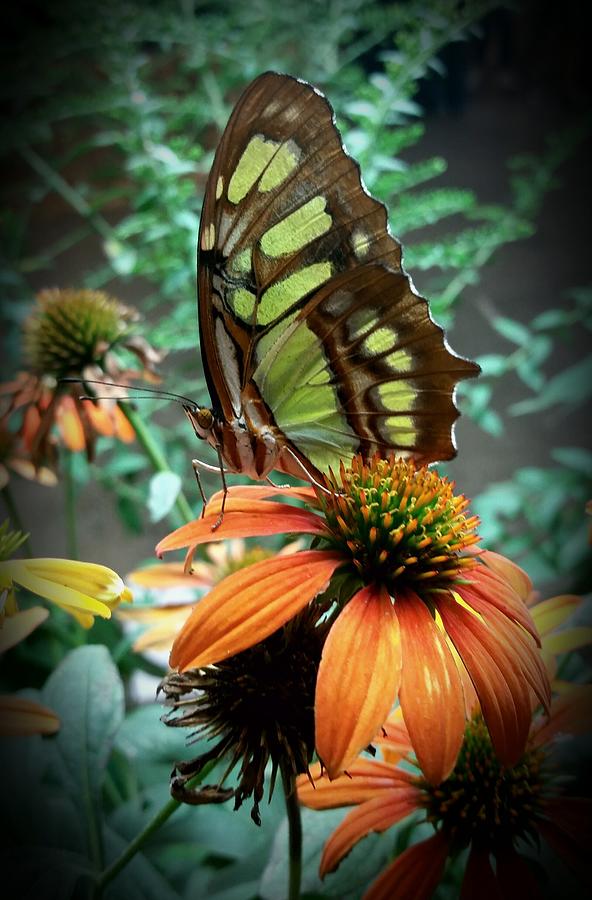 Malachite Butterfly  Photograph by Ally White