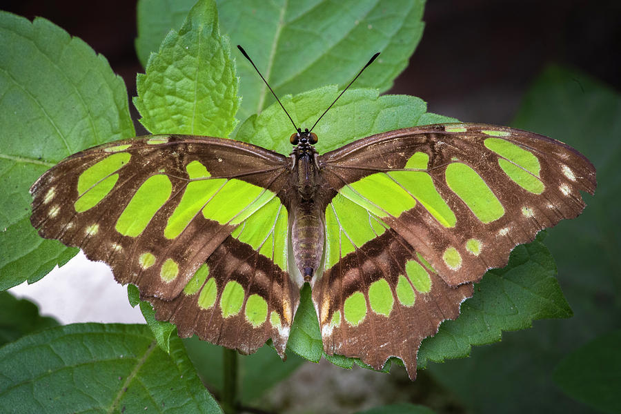 Malachite Butterfly Jardin Botanico del Quindio Calarca Colombia Photograph by Adam Rainoff