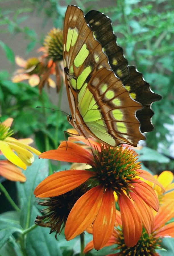 Malachite Butterfly on Flower  Photograph by Ally White