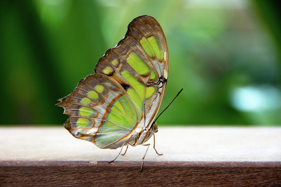 Malachite Butterfly Profile by Jennifer Wick Malachite Butterfly Profile by Jennifer Wick