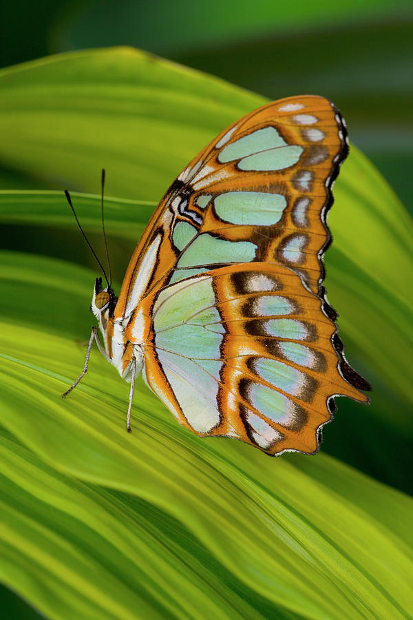 Malachite Butterfly Siproeta Stelenes Photograph by Darrell Gulin