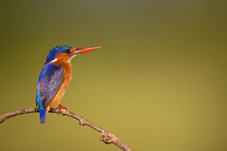 Malachite Kingfisher Photograph by Marco Pozzi