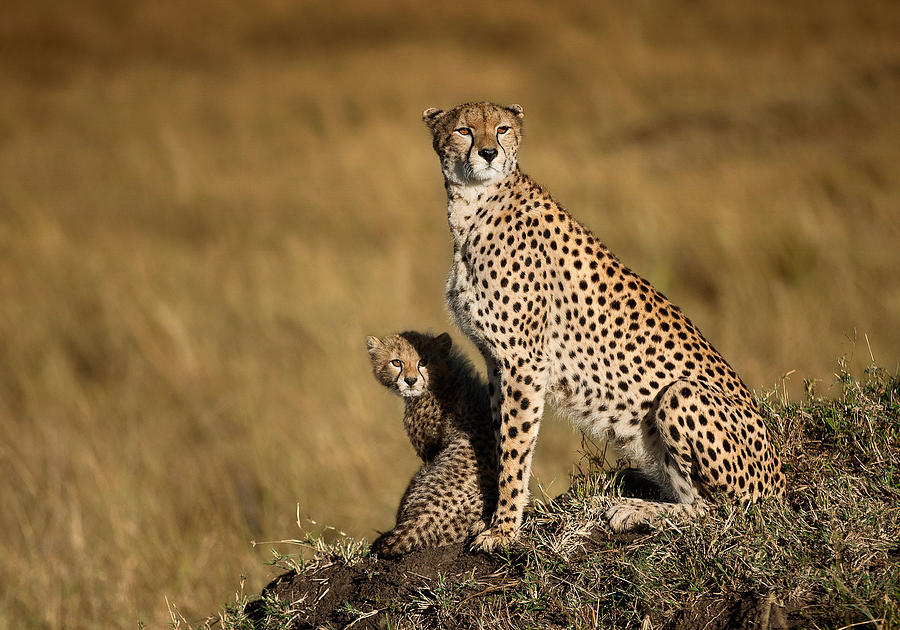 Cheetah Photograph - Malaika by Massimo Mei