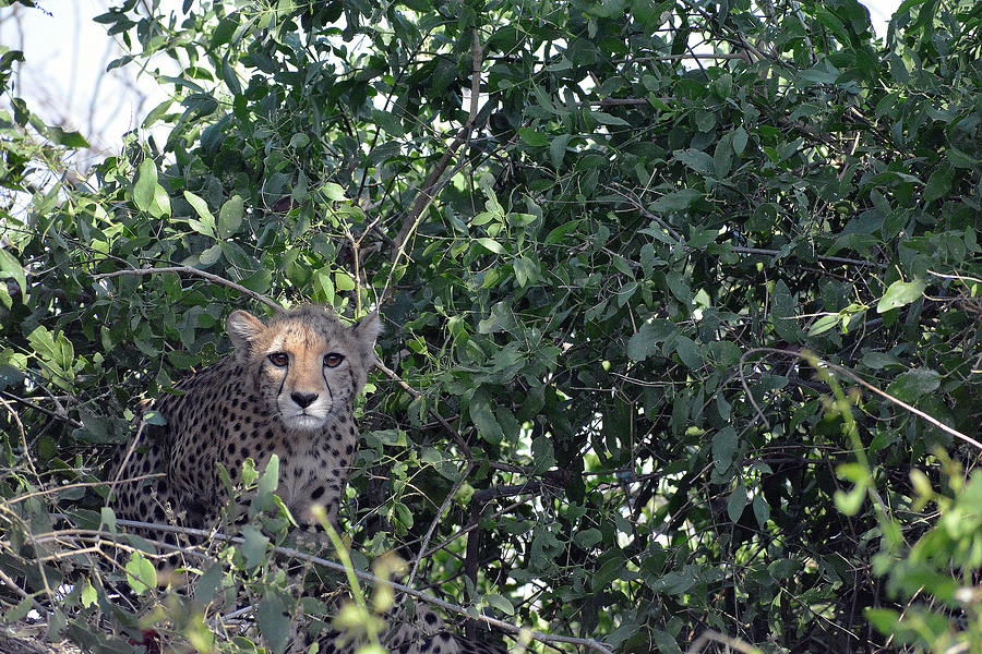 Malawi; Southern Region; Liwonde National Park; Young Cheetah Curiously Observes The Park Visitors; Well Protected By A Sweeping Bush Photograph by Claudia Reithmeir