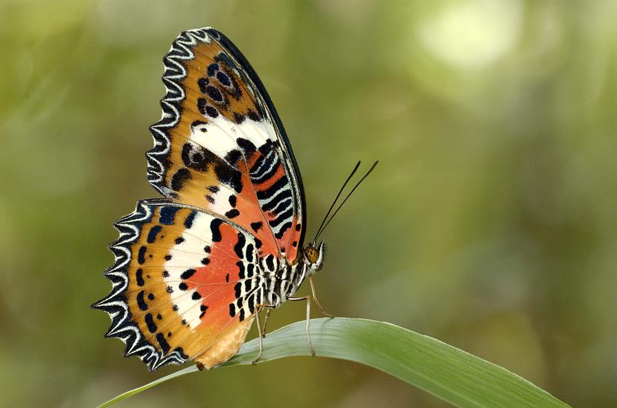 Malay Lacewing Cethosia Hypsea In Photograph by Tcp