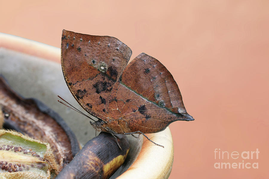 Malayan Leafwing Butterfly V2 by Judy Whitton Malayan Leafwing Butterfly V2 by Judy Whitton
